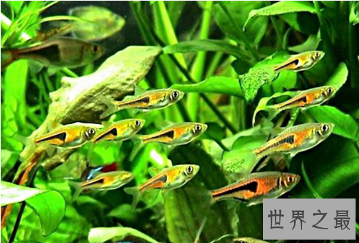 十大养不死的热带鱼：适合新手养的热带鱼观赏鱼