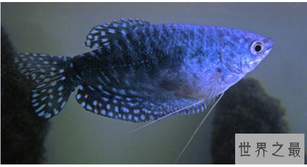 十大养不死的热带鱼：适合新手养的热带鱼观赏鱼