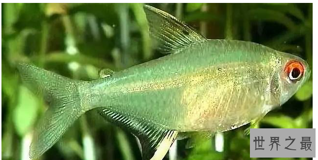 十大养不死的热带鱼：适合新手养的热带鱼观赏鱼