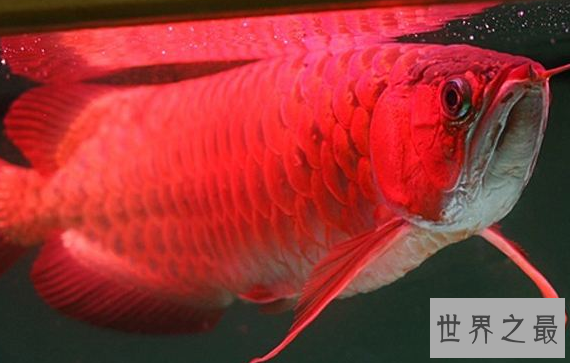 红龙鱼品种排行，红龙鱼的品种与区别 