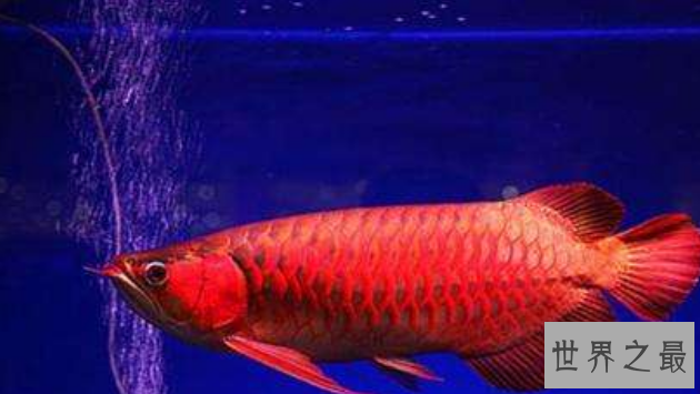 红龙鱼品种排行，红龙鱼的品种与区别 