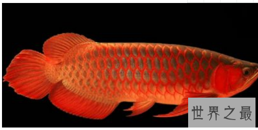 红龙鱼品种排行，红龙鱼的品种与区别 