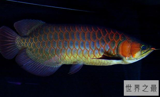 红龙鱼品种排行，红龙鱼的品种与区别 