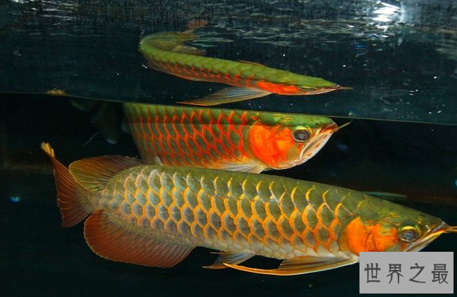 红龙鱼品种排行，红龙鱼的品种与区别 