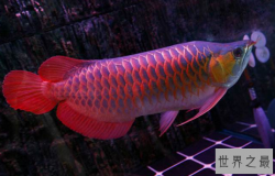 红龙鱼品种排行，红龙鱼的品种与区别