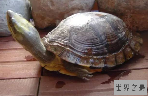 什么乌龟最名贵?盘点中国十大名贵乌龟