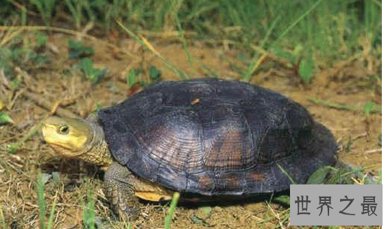 什么乌龟最名贵?盘点中国十大名贵乌龟