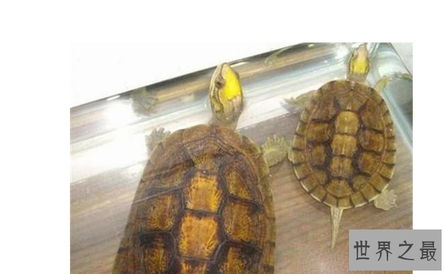 什么乌龟最名贵?盘点中国十大名贵乌龟