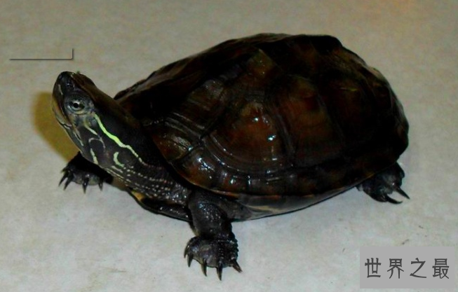什么乌龟最名贵?盘点中国十大名贵乌龟