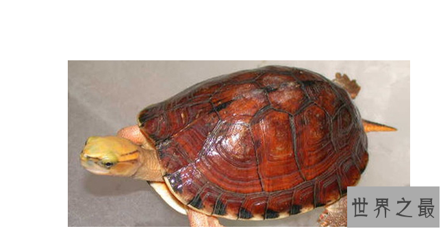 什么乌龟最名贵?盘点中国十大名贵乌龟
