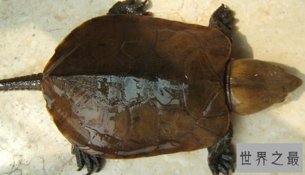 什么乌龟最名贵?盘点中国十大名贵乌龟