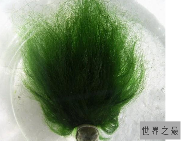 什么乌龟最名贵?盘点中国十大名贵乌龟