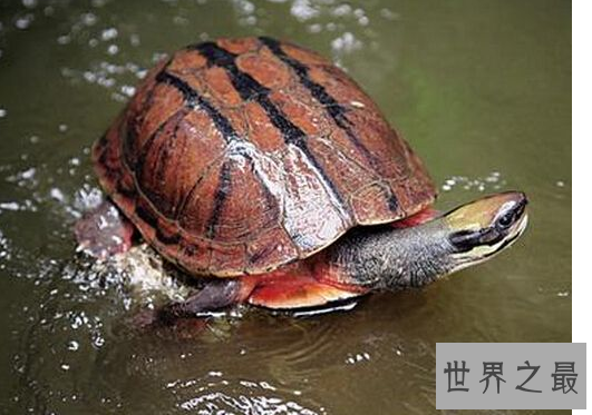 什么乌龟最名贵?盘点中国十大名贵乌龟