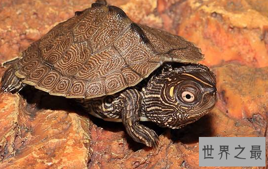 新手养什么龟比较好?十大最值得养的乌龟