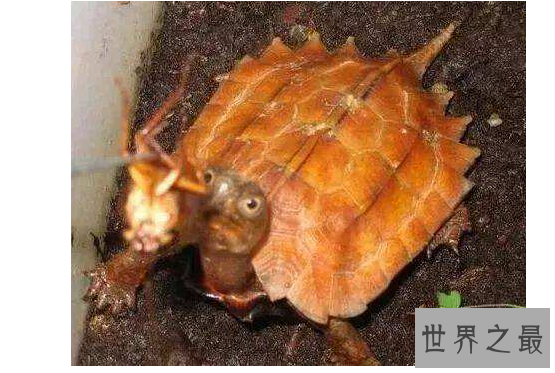 新手养什么龟比较好?十大最值得养的乌龟