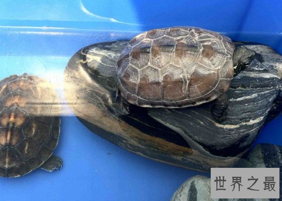 新手养什么龟比较好?十大最值得养的乌龟