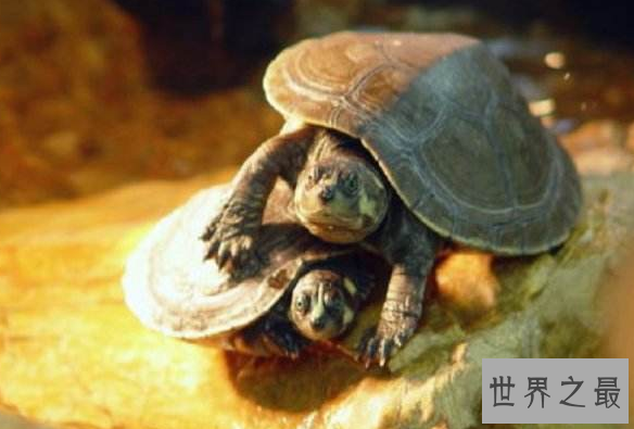 新手养什么龟比较好?十大最值得养的乌龟