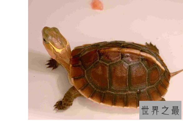 新手养什么龟比较好?十大最值得养的乌龟