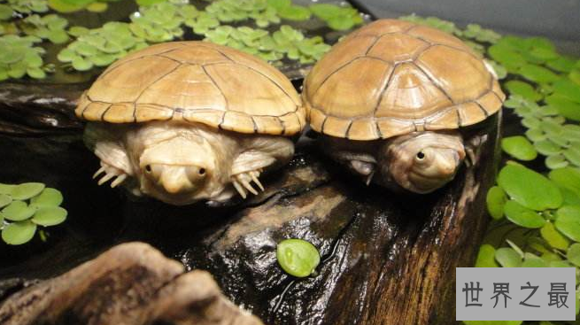 新手养什么龟比较好?十大最值得养的乌龟