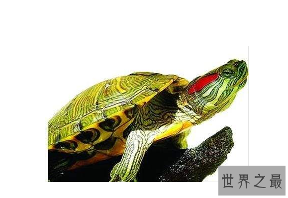 新手养什么龟比较好?十大最值得养的乌龟