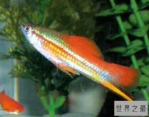 最好养的观赏鱼排行榜，懒人新手都过来看看