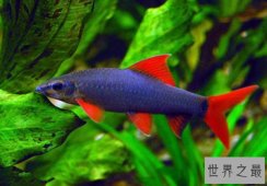 十种好养又漂亮的热带鱼，有些美到会发光