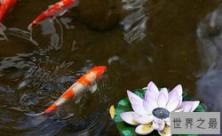 十大适合家养的冷水观赏鱼，最好养的冷水鱼排行榜