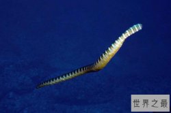 世界上最毒的蛇排名,贝尔彻海蛇毒性是眼镜王蛇的200倍