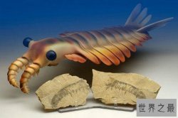 史前十大最怪异生物，如同漫画中的奇怪生物