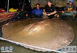 海洋十大霸主排行：第一体型巨大身带剧毒