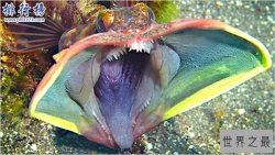 世界十大恐怖怪鱼，个个奇特令人惊叹