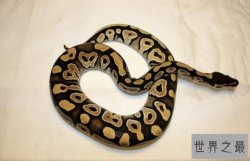 世界十大常见无毒蛇，第2第3常被用来当宠物