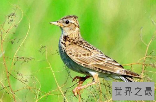 适合家养的十种鸟类,聪明又好养!