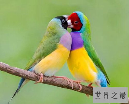 适合家养的十种鸟类,聪明又好养!