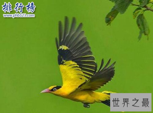 适合家养的十种鸟类,聪明又好养!