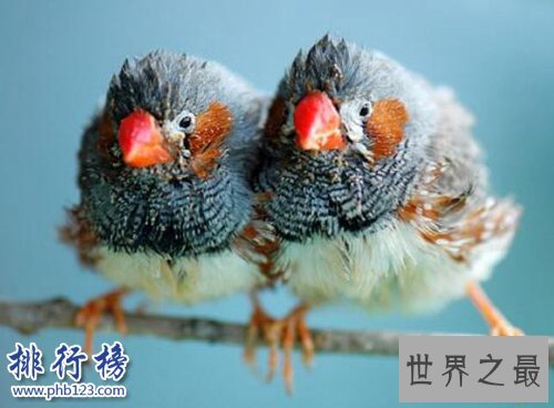 适合家养的十种鸟类,聪明又好养!