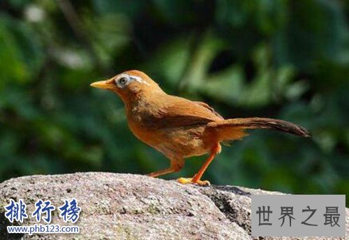 适合家养的十种鸟类,聪明又好养!