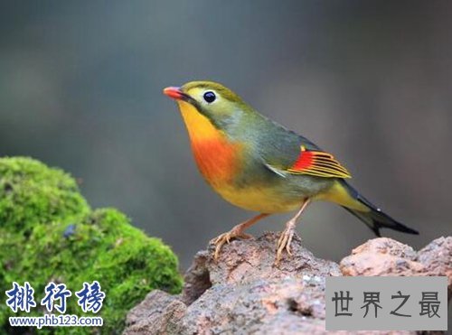 适合家养的十种鸟类,聪明又好养!