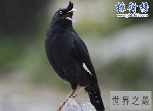 适合家养的十种鸟类,聪明又好养!