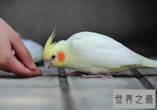 适合家养的十种鸟类,聪明又好养!