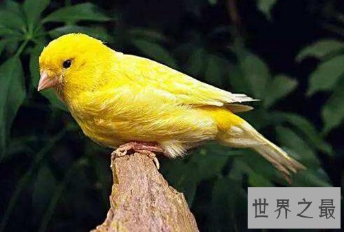 适合家养的十种鸟类,聪明又好养!