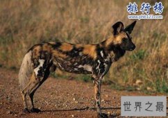 陆地速度最快的十大动物，猎豹时速125km/h