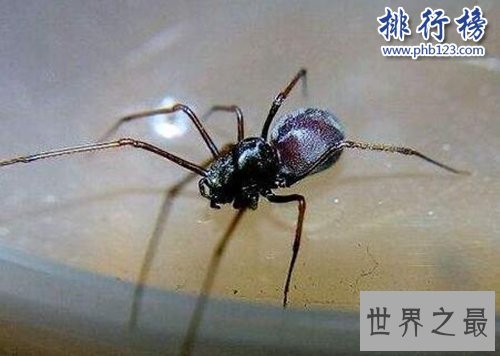 十大常见的室内蜘蛛，幽灵蛛微毒，遇到要避开！