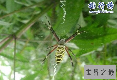 十大常见的室内蜘蛛，幽灵蛛微毒，遇到要避开！