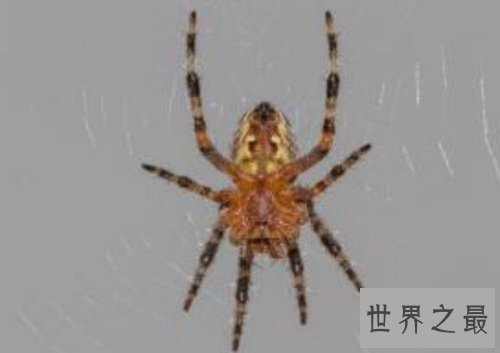 十大常见的室内蜘蛛，幽灵蛛微毒，遇到要避开！