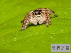 十大常见的室内蜘蛛，幽灵蛛微毒，遇到要避开！