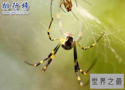 十大常见的室内蜘蛛，幽灵蛛微毒，遇到要避开！