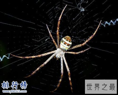十大常见的室内蜘蛛，幽灵蛛微毒，遇到要避开！