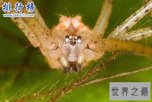 十大常见的室内蜘蛛，幽灵蛛微毒，遇到要避开！