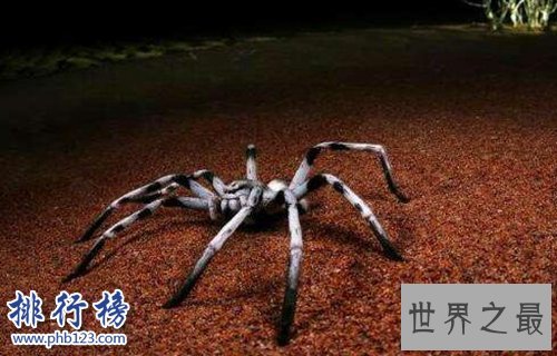 十大常见的室内蜘蛛，幽灵蛛微毒，遇到要避开！